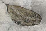 Dalmanites Trilobite Fossil - New York #99028-4